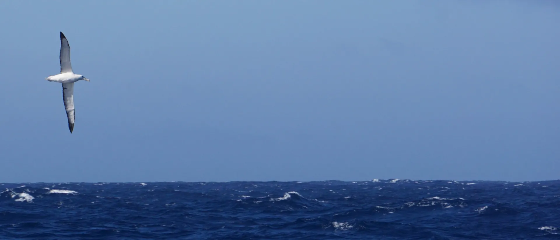 Albatross soaring in the Sub Antarctic Pacific Ocean