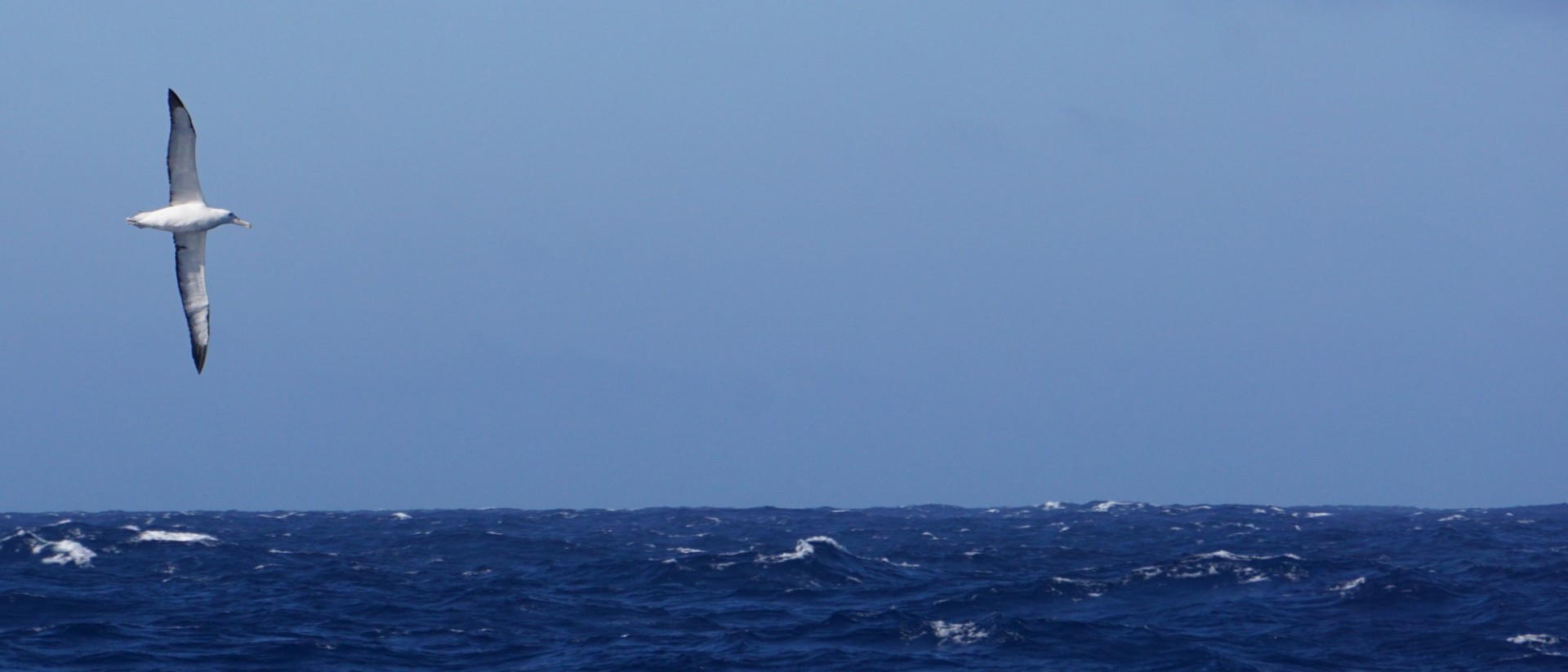 Albatross soaring in the Sub Antarctic Pacific Ocean