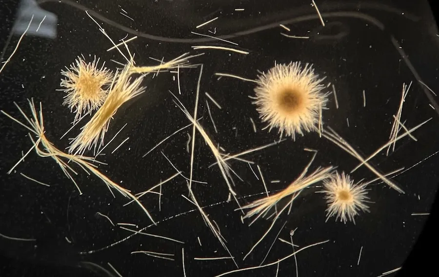 Trichodesmium spp. tufts and puffs collected by net tow on the first STING cruise. Slide prepared by Eric Webb, picture by Angie Knapp.