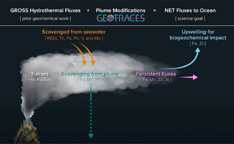 This figure from Fitzsimmons and Steffen (2024) illustrates how GEOTRACES research has transformed our understanding of elemental behavior in hydrothermal plumes, which is critical for assessing the “net” hydrothermal impact on oceanic elemental inventories. The studies have provided insights into tracing plume dilution and mixing, the rates and mechanisms of elemental scavenging onto particles from both seawater and hydrothermal fluid enrichments, and the extent and impact of persistent hydrothermal fluxes