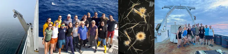 PI Kristen Buck's (OSU) trace metal clean "towfish" collects surface water samples in the Gulf during the Feb/Mar 2023 STING cruise (left); Science party of the Feb/Mar 2023 STING cruise on the R/V Atlantic Explorer. (center left); Trichodesmium spp. collected by net tow on the first STING cruise. Slide prepared by Eric Webb, picture by Angie Knapp (center right); Science party of the July 2023 STING cruise on (right). All photos courtesy of Angela Knapp, Texas A&M University.